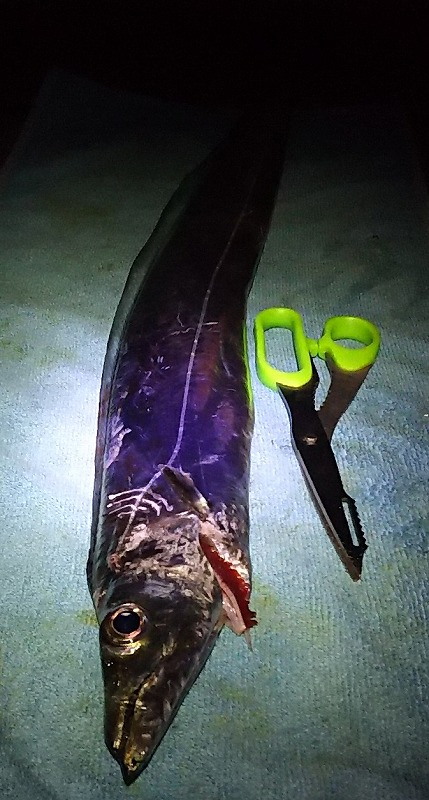 夜中の3時間半のタチウオ渋い。